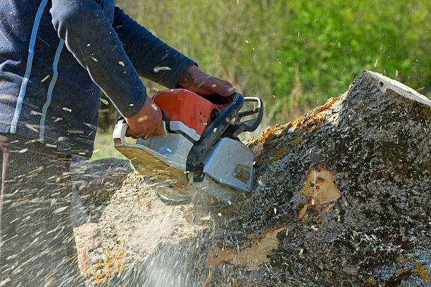 Liberty, NC Tree Services Company